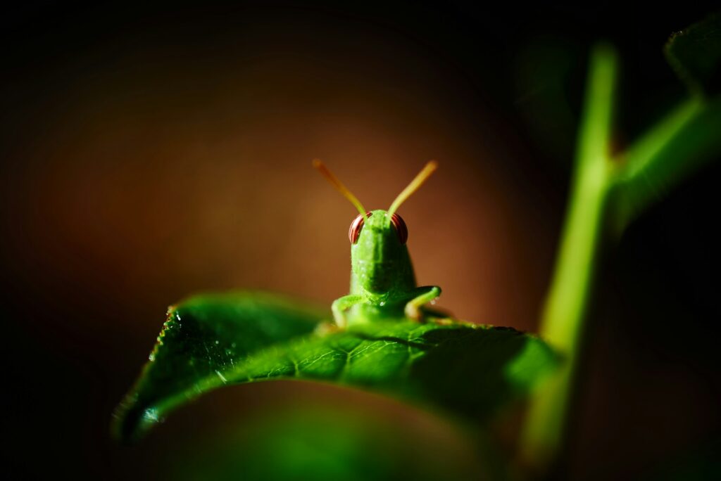 green grasshopper on green leaf in close up photography