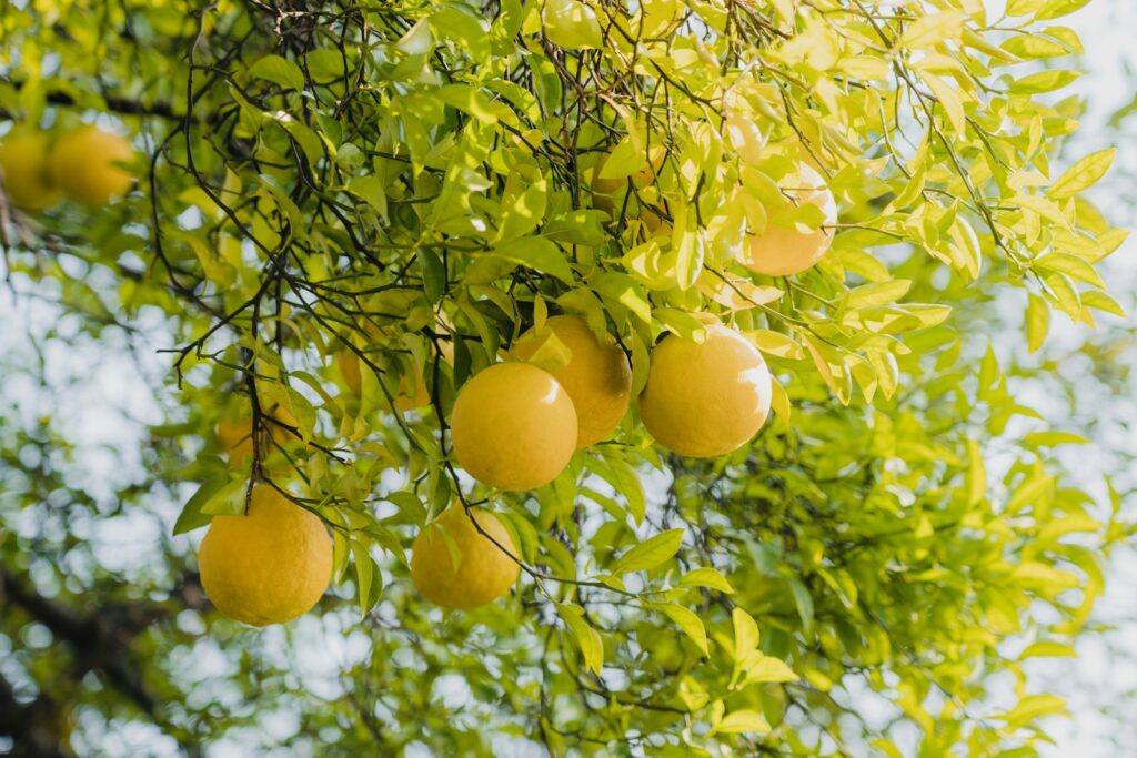 a tree with lemons