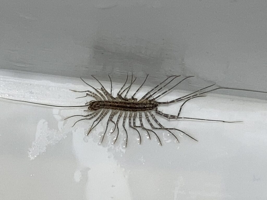 ゲジゲジの画像